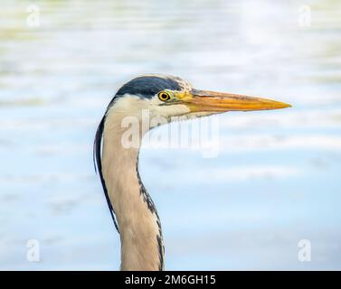 Graureiher 'Ardea cinerea Stockfoto