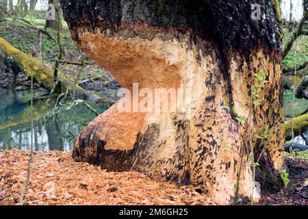 Ein 200 Jahre alter Baum wird von Bibern genagt Stockfoto