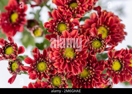 Bunte Gerbera-Gänseblümchen auf Weiß Stockfoto