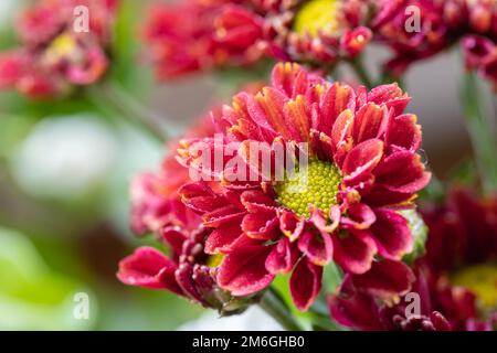 Schöne Chrysanthemen-Nahaufnahme Stockfoto