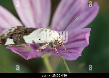 Natürliche, farbenfrohe Nahaufnahme auf einer Eulenmotte mit blassen Schultern, Acontia lucida auf einer violetten Mallow-Blume Stockfoto
