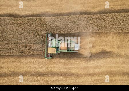 Mähdrescher Ernte: Luftaufnahme der landwirtschaftlichen Maschine sammeln goldenen reifen Weizen in LKW. Stockfoto