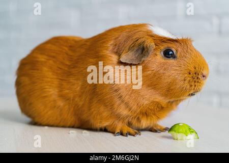 Das rote Hausmeerschweinchen Cavia porcellus, auch bekannt als Kavie oder Hauskavie Stockfoto