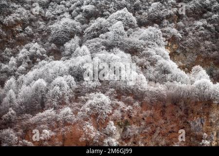 Frostbedeckte Bäume, Sträucher, Gräser mit ankommendem Frost Stockfoto