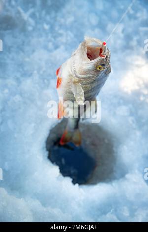 Aktive Erholung im Winter auf dem Fluss. Stockfoto