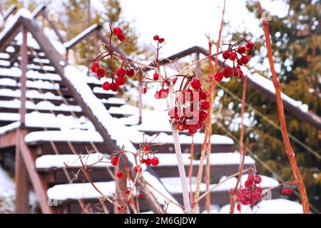 viburnum ist im Winter rot. viburnum auf dem Hintergrund einer Holztreppe Stockfoto