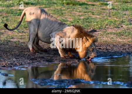 Männlicher Löwe (Panthera leo) trinkt in einem Wasserloch in Lower Sabie, Kruger NP, Südafrika. Stockfoto