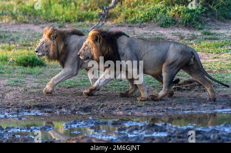 Zwei männliche Löwen (Panthera leo) passieren ein Wasserloch in Lower Sabie, Kruger NP, Südafrika. Stockfoto