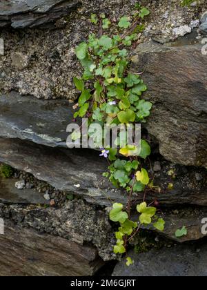 Efeu-leaved Leinkraut Stockfoto