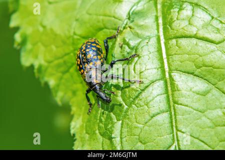 Butterbur Weevil „Liparus glabrirostris“. Stockfoto