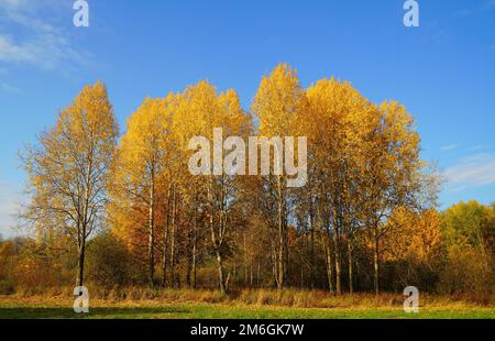 Helle und farbenfrohe Herbstlandschaft im Babolovsky Park Stockfoto