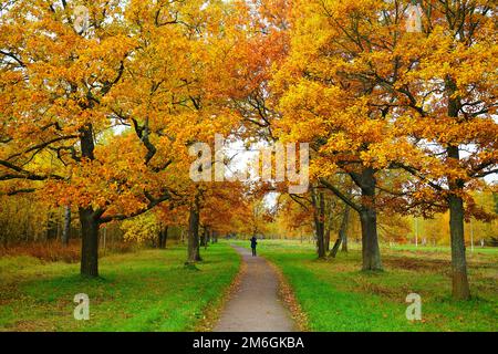 Helle und farbenfrohe Herbstlandschaft im Babolovsky Park Stockfoto