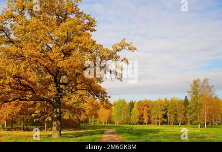 Helle und farbenfrohe Herbstlandschaft im Babolovsky Park Stockfoto