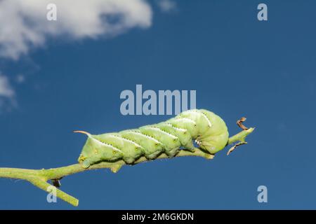 Tabakhornwurm - Manduca sexta Stockfoto