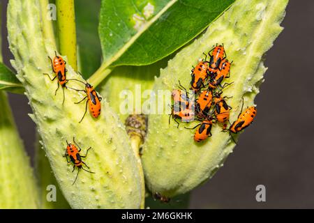 Große Milchkäfer - Oncopeltus fasciatus Stockfoto