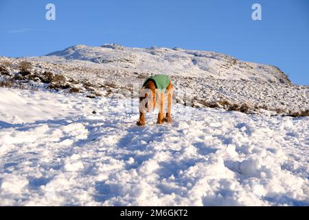 Winterschnee, Cocker Spaniel auf dem Pfad einen schneebedeckten Ben Vrackie, einen prominenten Berg und corbett in Pitlochry, Schottland Stockfoto