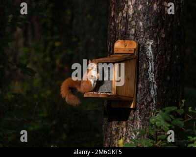 Red Squirrel am Futterhäuschen im Newborough Forest auf der Isle of Anglesey in Wales Stockfoto