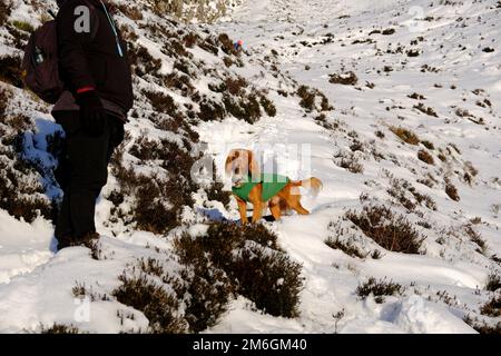 Winterschnee, Wanderer und ein Cocker Spaniel auf dem Pfad einen schneebedeckten Ben Vrackie, einen prominenten Berg und corbett in Pitlochry, Schottland Stockfoto