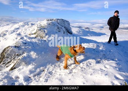 Winter Snow, Hiker and Cocker Spaniel auf dem Gipfel und wandern Sie einen schneebedeckten Ben Vrackie hinauf, einen prominenten Berg und corbett in Pitlochry, Schottland Stockfoto