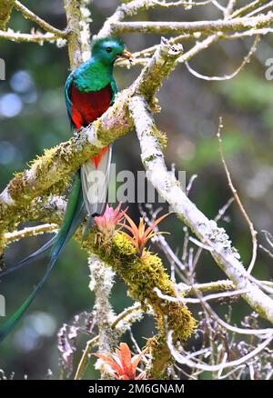 Der prächtige Quetzal (Pharomachrus mocinno) im Wolkenwald Costa Ricas Stockfoto