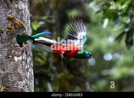 Der prächtige Quetzal (Pharomachrus mocinno) im Wolkenwald Costa Ricas Stockfoto