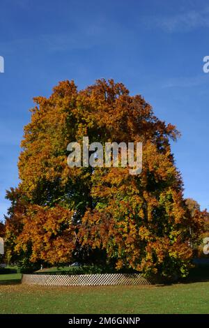 Alte rote Buche im Stadtgarten Friedrichshafen Stockfoto