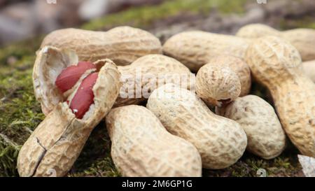 Ungeschälte ganze rohe Erdnüsse in braunen Schalen in der Schale auf einem wunderschönen natürlichen Hintergrund im Wald liegen auf einem Haufen Stockfoto