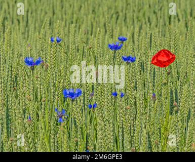 Maisblüten „Centaurea cyanus“ und Mohn „Papaver rhoeas“ im Maisfeld Stockfoto