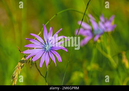 Blauer Lattich „Lactura perennis“ Stockfoto