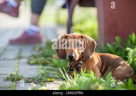 Wunderschöner brauner Dackel-Hund im Park. Der Hund ruht sich aus. Stockfoto