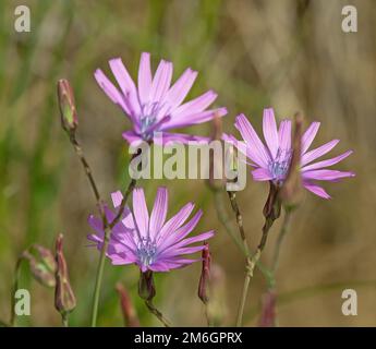 Blauer Lattich „Lactura perennis“ Stockfoto