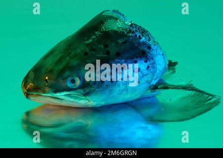 Ein Fischkopf aus Forellen, der auf einer steinlosen Metallfläche aus Stahl liegt und von einer farbigen Beleuchtung beleuchtet wird Stockfoto