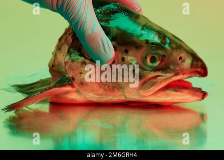 Ein Fischkopf aus Forellen, der auf einer steinlosen Metallfläche aus Stahl liegt und von einer farbigen Beleuchtung beleuchtet wird Stockfoto