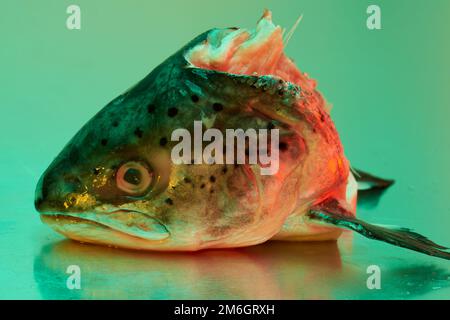 Ein Fischkopf aus Forellen, der auf einer steinlosen Metallfläche aus Stahl liegt und von einer farbigen Beleuchtung beleuchtet wird Stockfoto