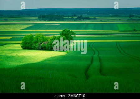 Grünes Ackerland und eine Gruppe von Bäumen Stockfoto