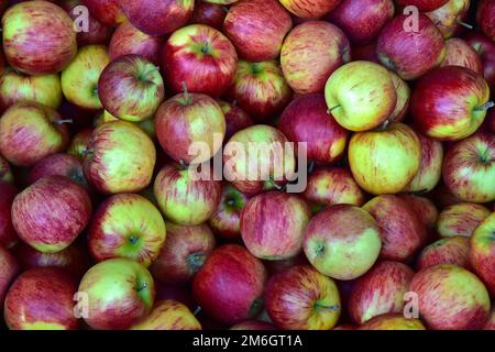 Apple Jonagold, südtirol, italien Stockfoto