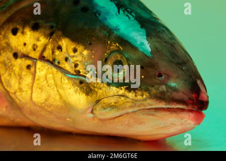 Ein Fischkopf aus Forellen, der auf einer steinlosen Metallfläche aus Stahl liegt und von einer farbigen Beleuchtung beleuchtet wird Stockfoto