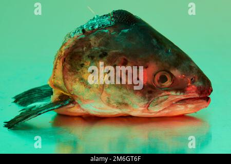 Ein Fischkopf aus Forellen, der auf einer steinlosen Metallfläche aus Stahl liegt und von einer farbigen Beleuchtung beleuchtet wird Stockfoto