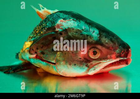 Ein Fischkopf aus Forellen, der auf einer steinlosen Metallfläche aus Stahl liegt und von einer farbigen Beleuchtung beleuchtet wird Stockfoto