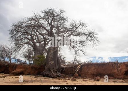 Ein alter und riesiger Baobab-Baum, der zwischen riesigen rustikalen Felsen wächst, die durch das Wetter am Ufer des Indischen Ozeans beschädigt wurden, mit wunderschönen azurblauen und grünen Farben Stockfoto