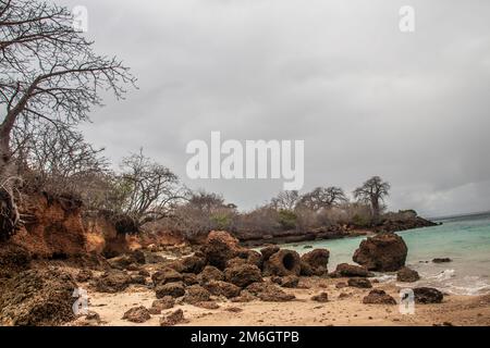 Ein alter und riesiger Baobab-Baum, der zwischen riesigen rustikalen Felsen wächst, die durch das Wetter am Ufer des Indischen Ozeans beschädigt wurden, mit wunderschönen azurblauen und grünen Farben Stockfoto