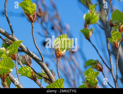 Junge Blätter der Europäischen Buche, Fagus sylvatica, im Frühjahr Stockfoto