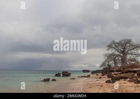 Ein alter und riesiger Baobab-Baum, der zwischen riesigen rustikalen Felsen wächst, die durch das Wetter am Ufer des Indischen Ozeans beschädigt wurden, mit wunderschönen azurblauen und grünen Farben Stockfoto