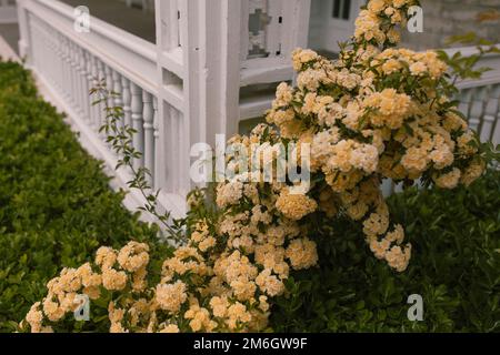 Gelbe Frühlingsblumen auf einer alten weißen Veranda draußen Stockfoto