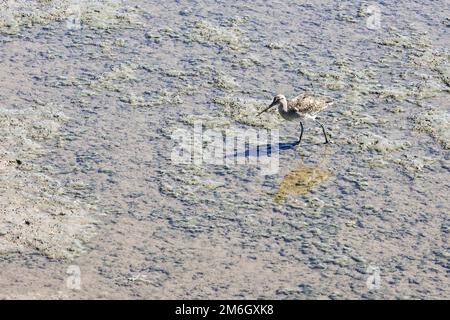 Ein süßer kleiner eurasischer Curlew-Vogel, der bei Ebbe auf dem Tejo in Lissabon am nassen Ufer spaziert Stockfoto