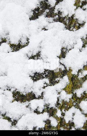 Hintergrundstruktur der Baumrinde mit Schnee. Grüne Baumrinde mit Schnee. Stockfoto