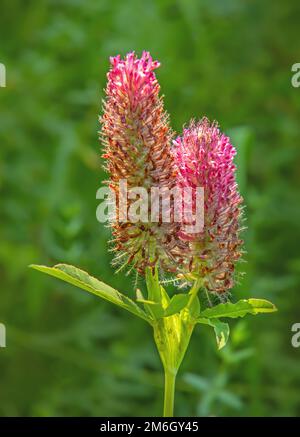 Lila Klee 'Trifolium rubens Stockfoto