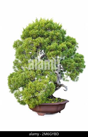 Bonsai von Wacholderbaum isoliert Stockfoto