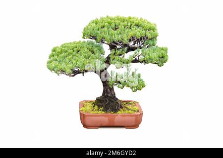 Bonsai-Baum aus fünf Nadelkiefern isoliert Stockfoto