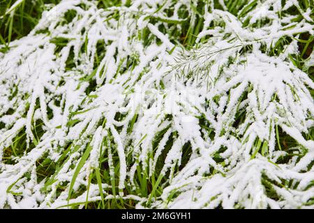 Frisch gefallener Schnee auf grünem Gras. Toller natürlicher Hintergrund. Stockfoto